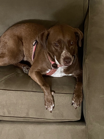 Holistic Approaches to Pet Anxiety: Calming Your Dog or Cat Naturally