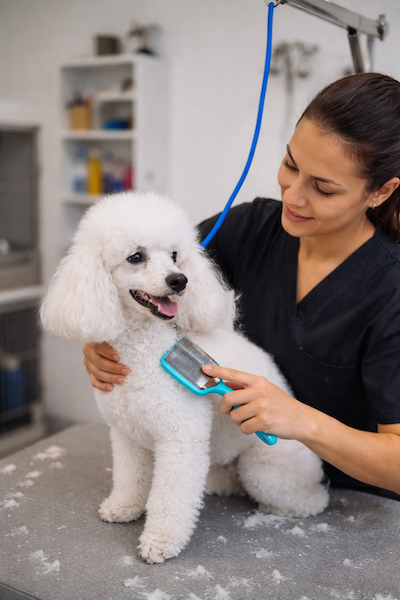 Poodle Grooming Guide: Cuts, Maintenance, and What to Expect at the Salon