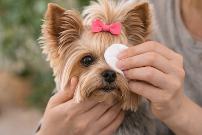 Yorkshire Terrier (Yorkie) Grooming: The Complete Owner's Guide