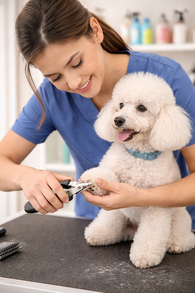 What Happens at a Dog Grooming Appointment: A Step-by-Step Guide