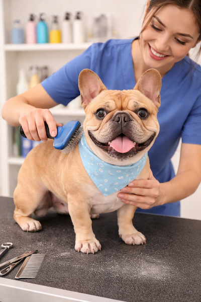 French Bulldog Grooming: What Frenchie Owners Need to Know