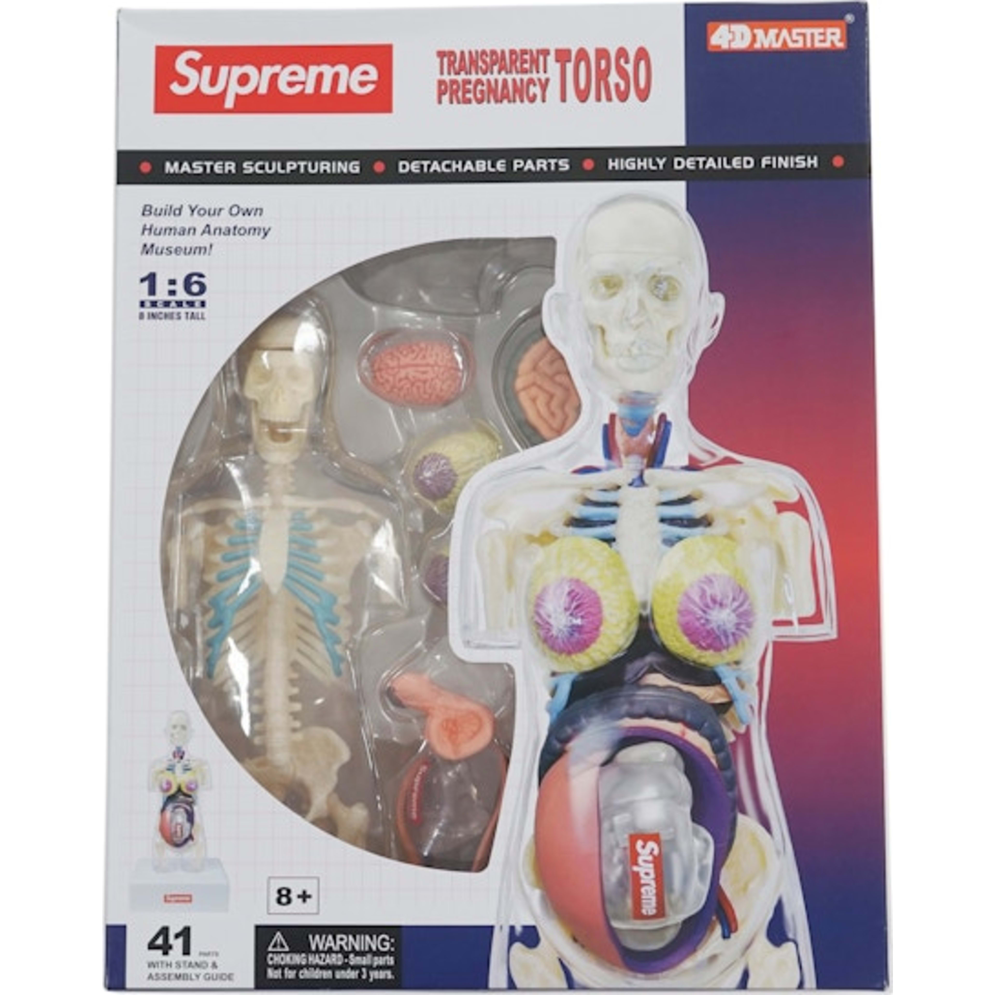 Supreme Female Anatomy Model Clear