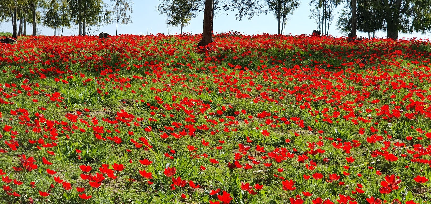 דרום אדום: טיול בין מרבדי כלניות