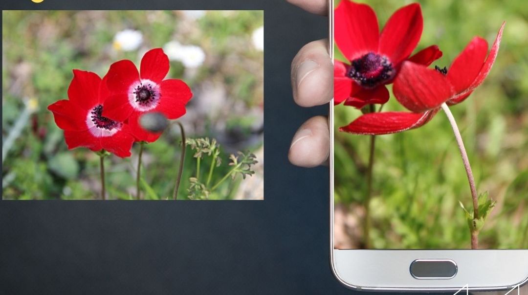 אדום פלאש: סדנת צילום בסמארטפון בפסטיבל הכלניות