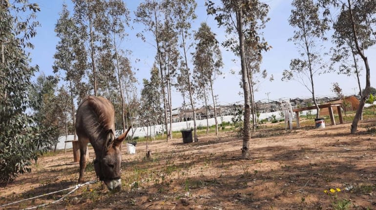 בעקבות הטבע הדרומי: חוויה משפחתית בחוות חמדת שדות