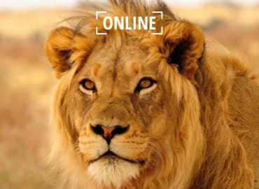 התנהגות החיות במשחקי הזיווגים