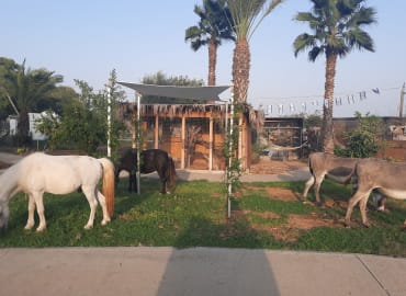 יש חיה כזו: סיור בחוות הצלה ושיקום לכל הגילאים