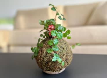 סדנת קוקדמה צמחים וטעימות שוקולד | אמנות צמחים יפנית