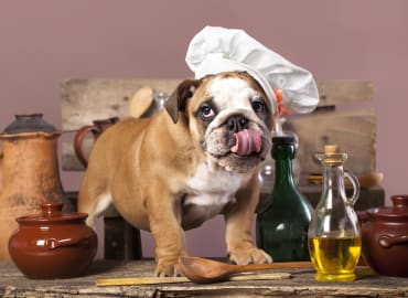 Learn to Make Homemade Nourishing Doggy Treats
