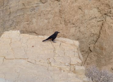 שמש מדברית- בואו להנות מטיול מודרך בנחל פרס