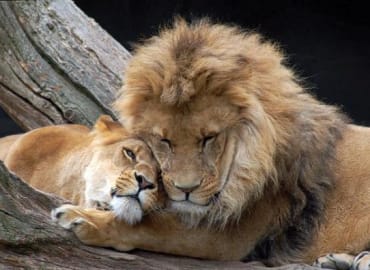 אגואיזם ואהבה - הרצאה מרתקת של אורן בן דוד