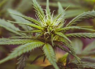 CBD: Nature’s Gift 