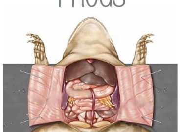 Frogs: A New Play by Patch Middleton