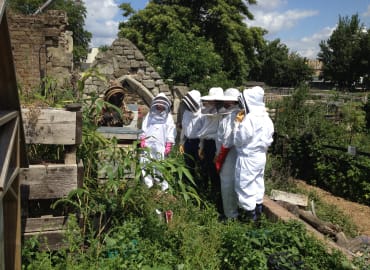 Bee a Beekeeper for a Day With Pearly Queen Co