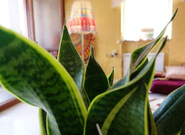 Music of the Plants - Plant Consciousness
