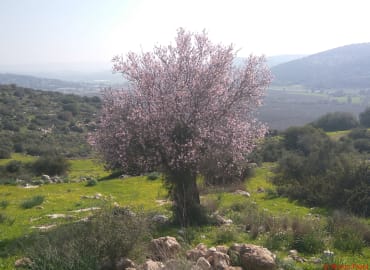 סודות קיאפה - סיור בעקבות דוד המלך בעמק האלה