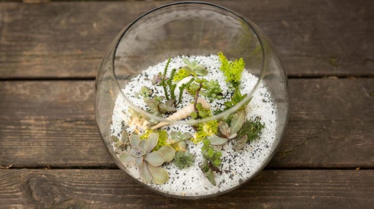 הטבע מרגיש בבית: סדנה להכנת טרריום טרופי סגור עם צמחים 