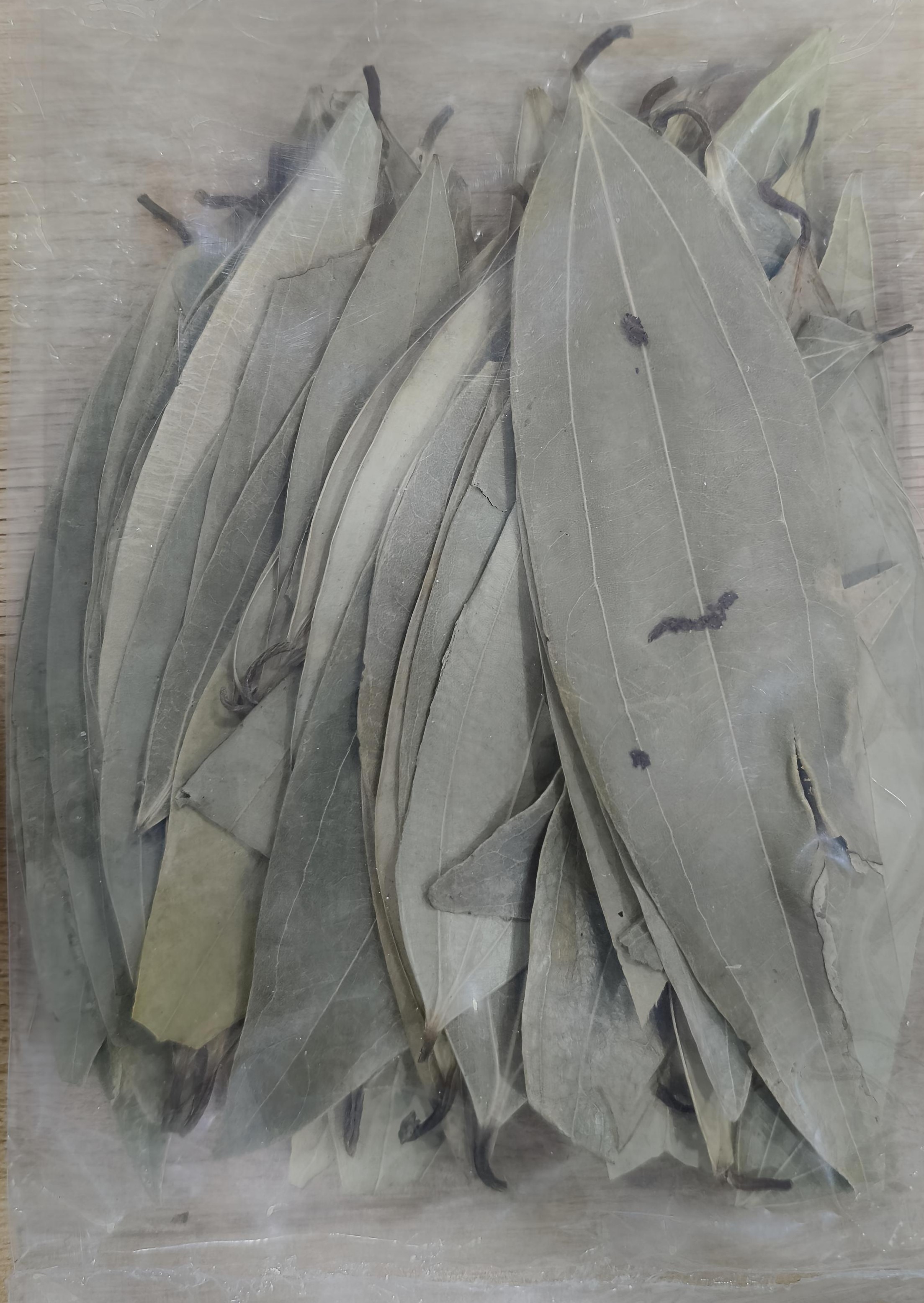 Briyani Leaf