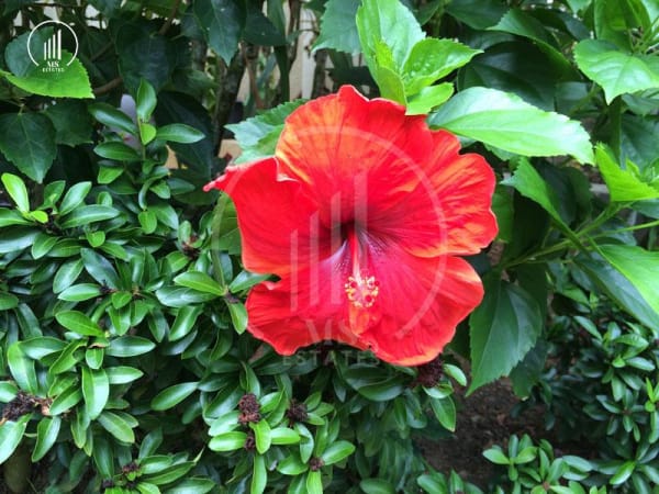 Main image of Villas for rent and sale - VRKK2318