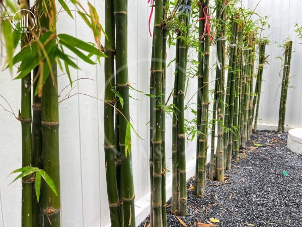 Main image of Minimalist-style house , Soi Pracharuamjai (Bo Rae) - HSWC2447