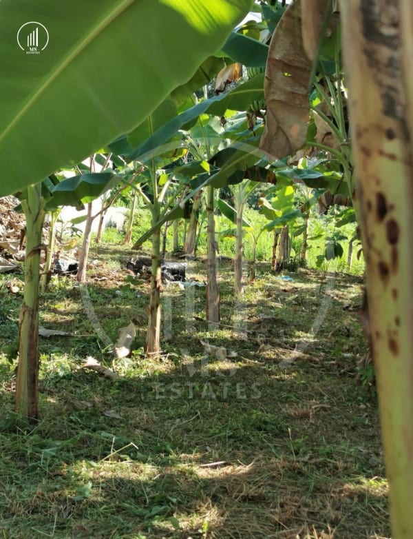 Image of Land for sale in Phuket - LSMP2148