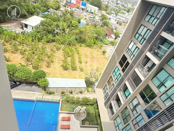 Image of Sugar Palm Suanluang - CSMP2230
