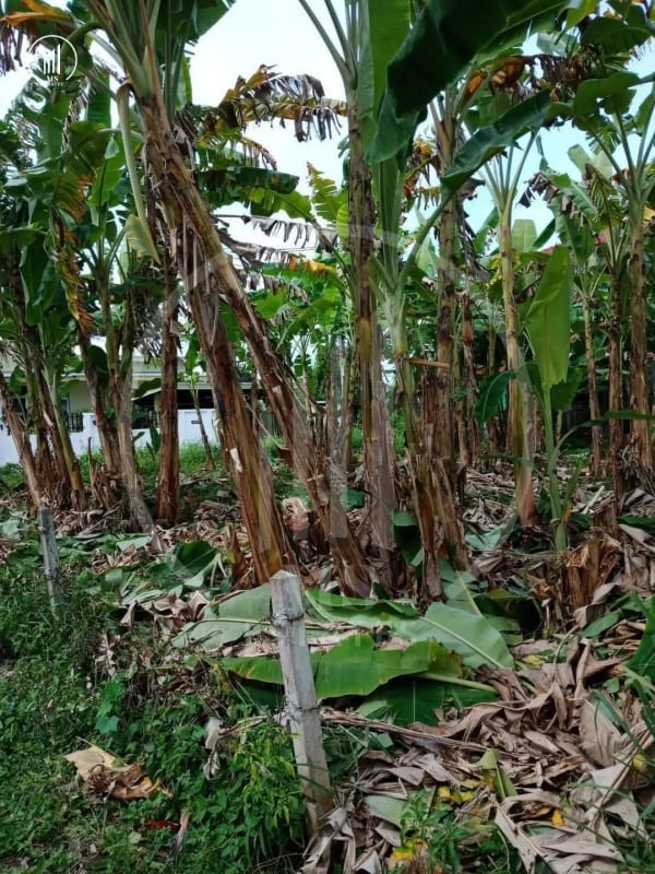 Image of Land for sale in Phuket - LSMP2148