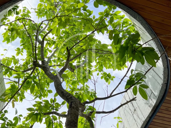 Main image of Modern Tropical Pool Villa - VSCT1329