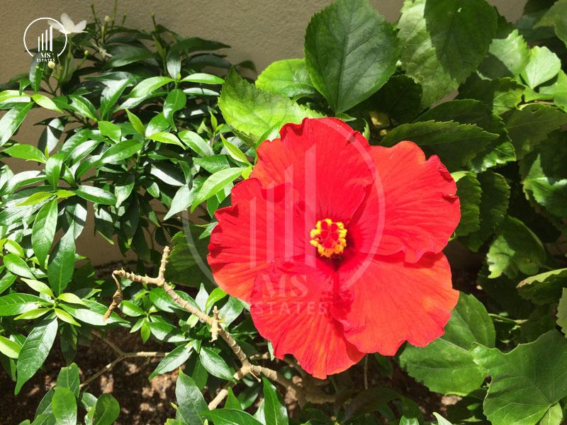 Image of the Listing Villas for rent and sale - VRKK2318 in Khoa Keaw