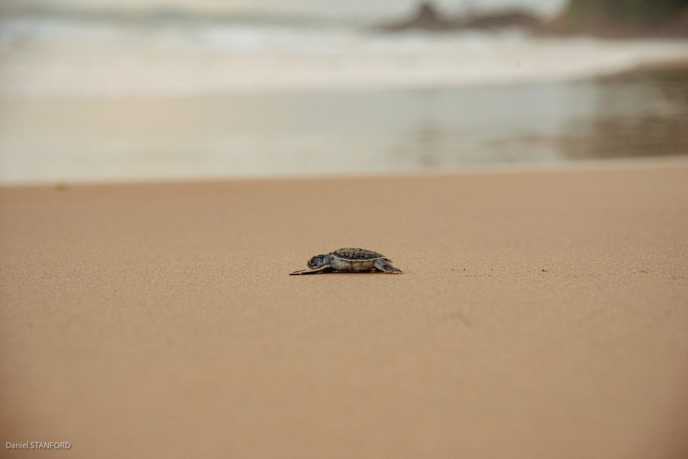 Sri Lanka Series — Fine art photography by Daniel Armon Stanford, Sri Lanka