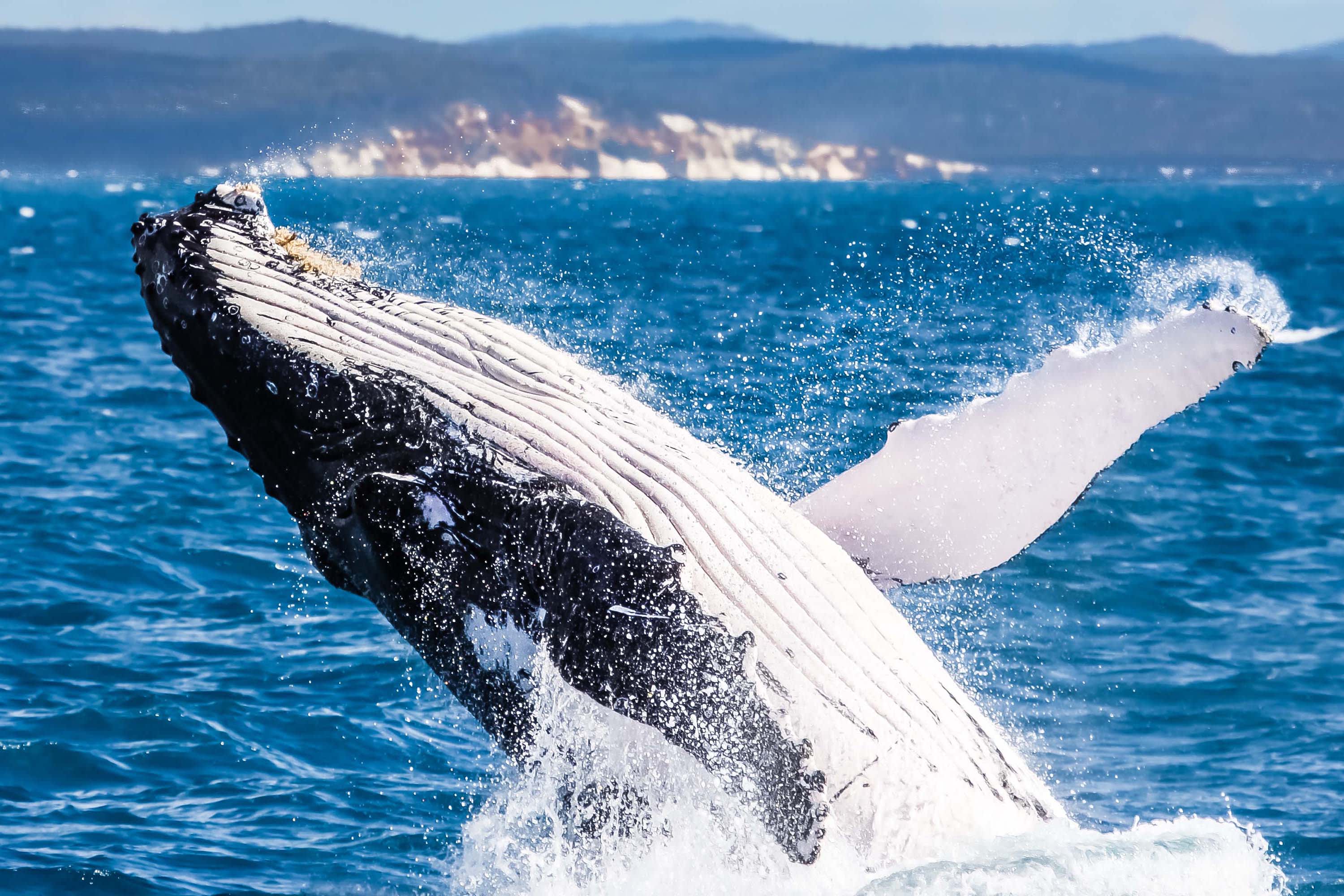 Humpback whale breaching in Hervey Bay's calm waters during migration season