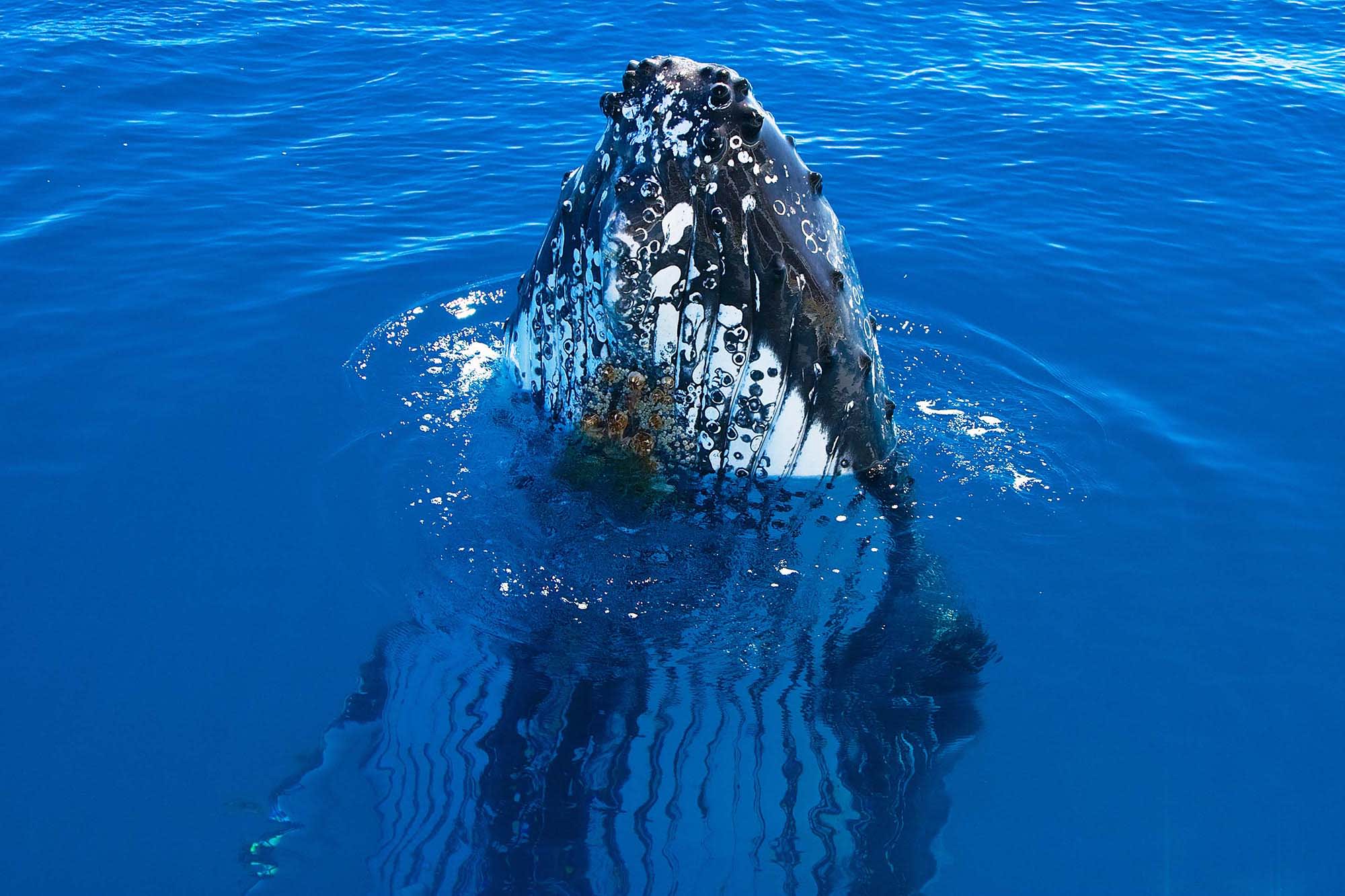Curious humpback whale spy-hopping alongside a tour vessel in Hervey Bay