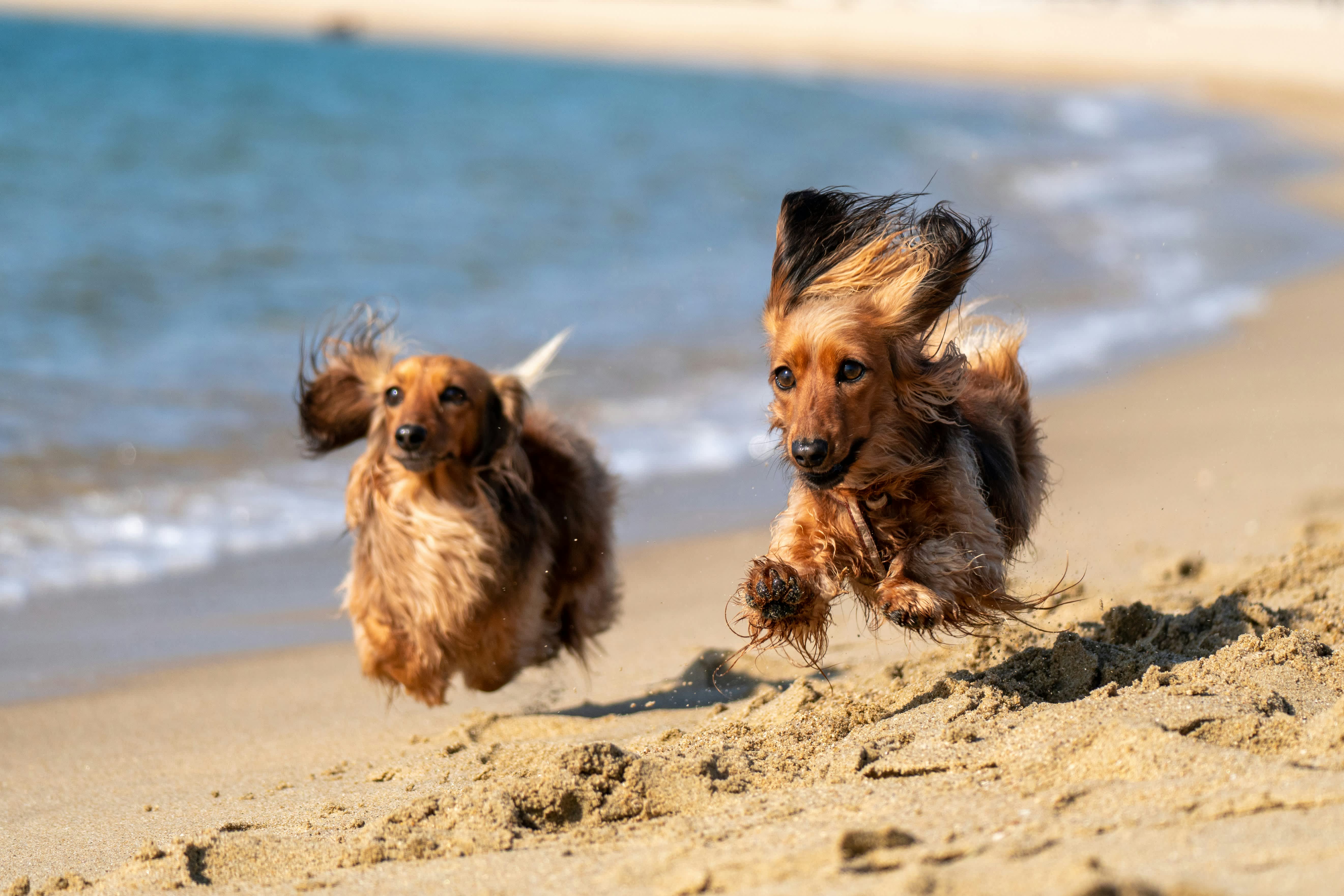Dogs running together on the beach at Hervey Bay
