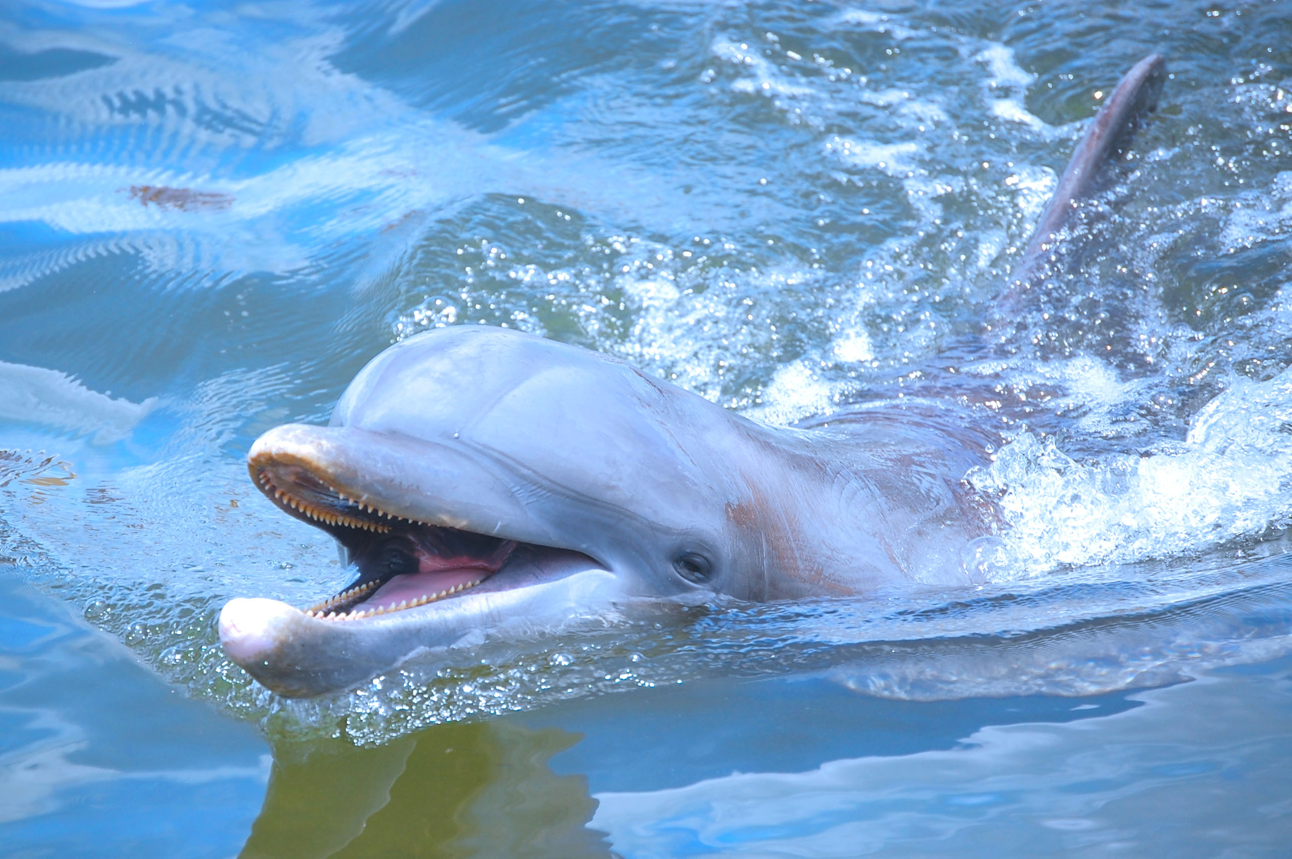 Dolphin swimming in the calm waters of Hervey Bay near Urangan Pier
