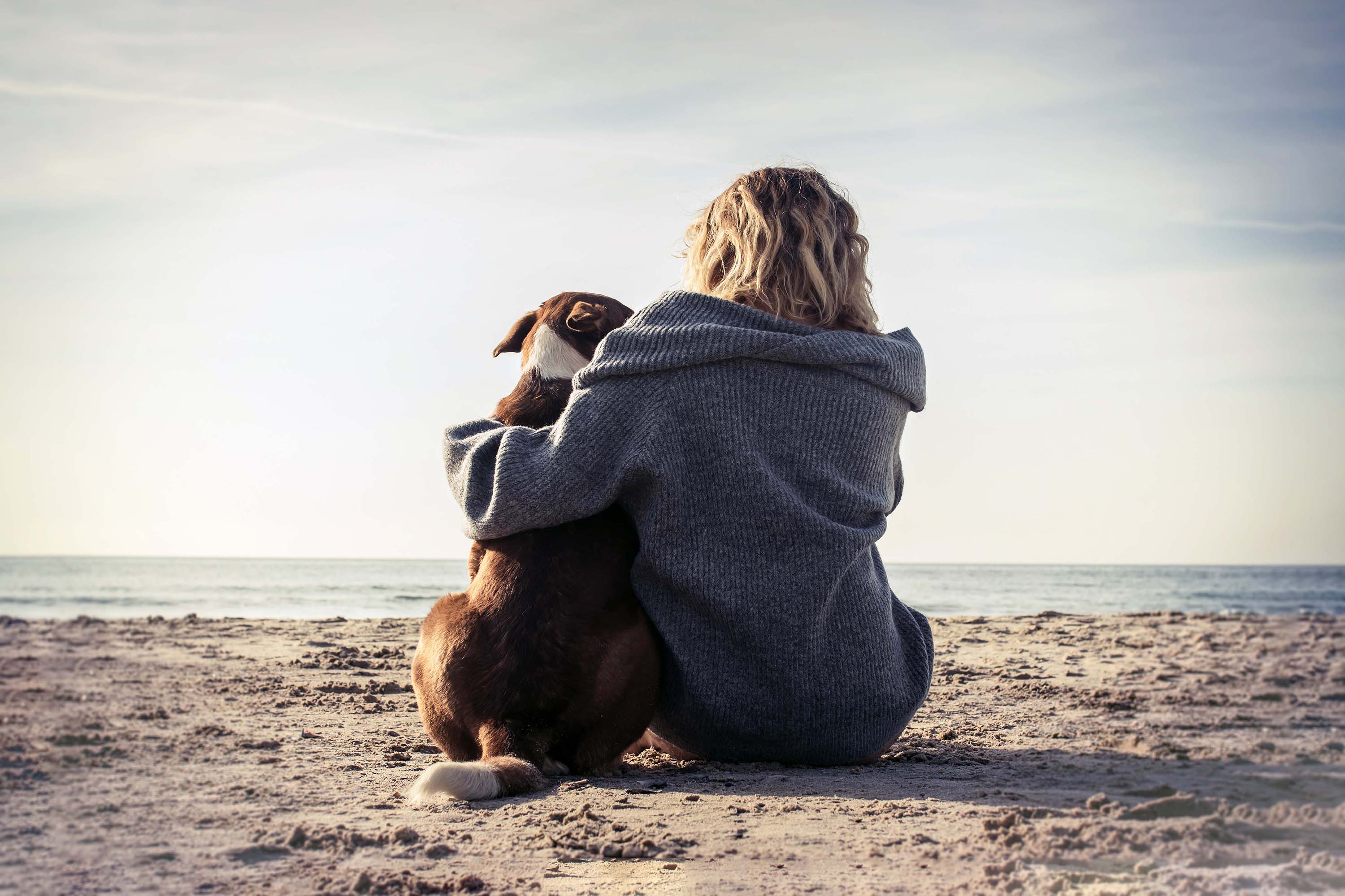 Dog enjoying a pet-friendly beach in Hervey Bay
