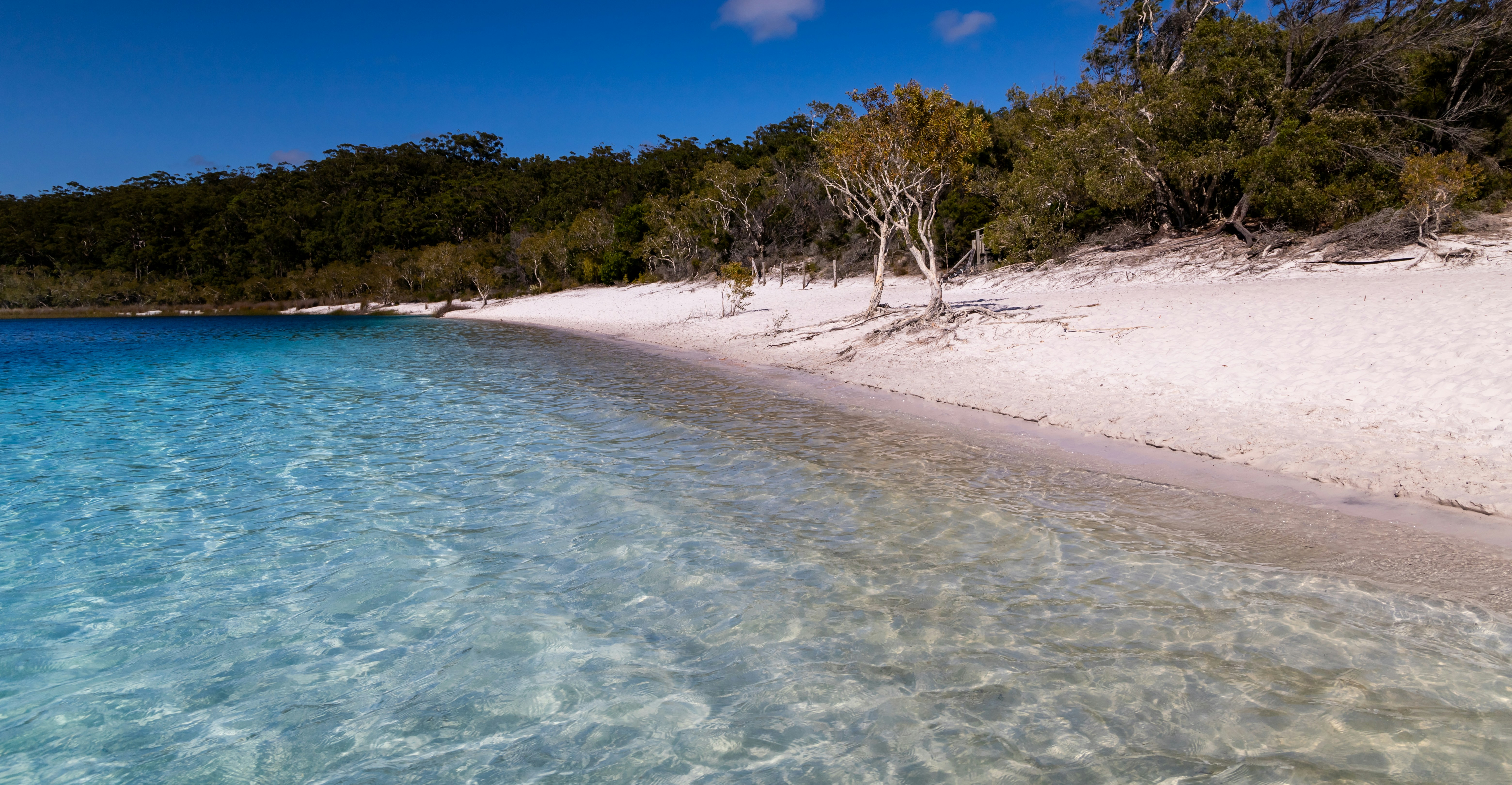 Lake McKenzie's turquoise water and white silica sand on K'gari