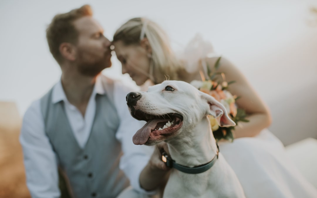 Comment faire participer son animal de compagnie à son mariage ?