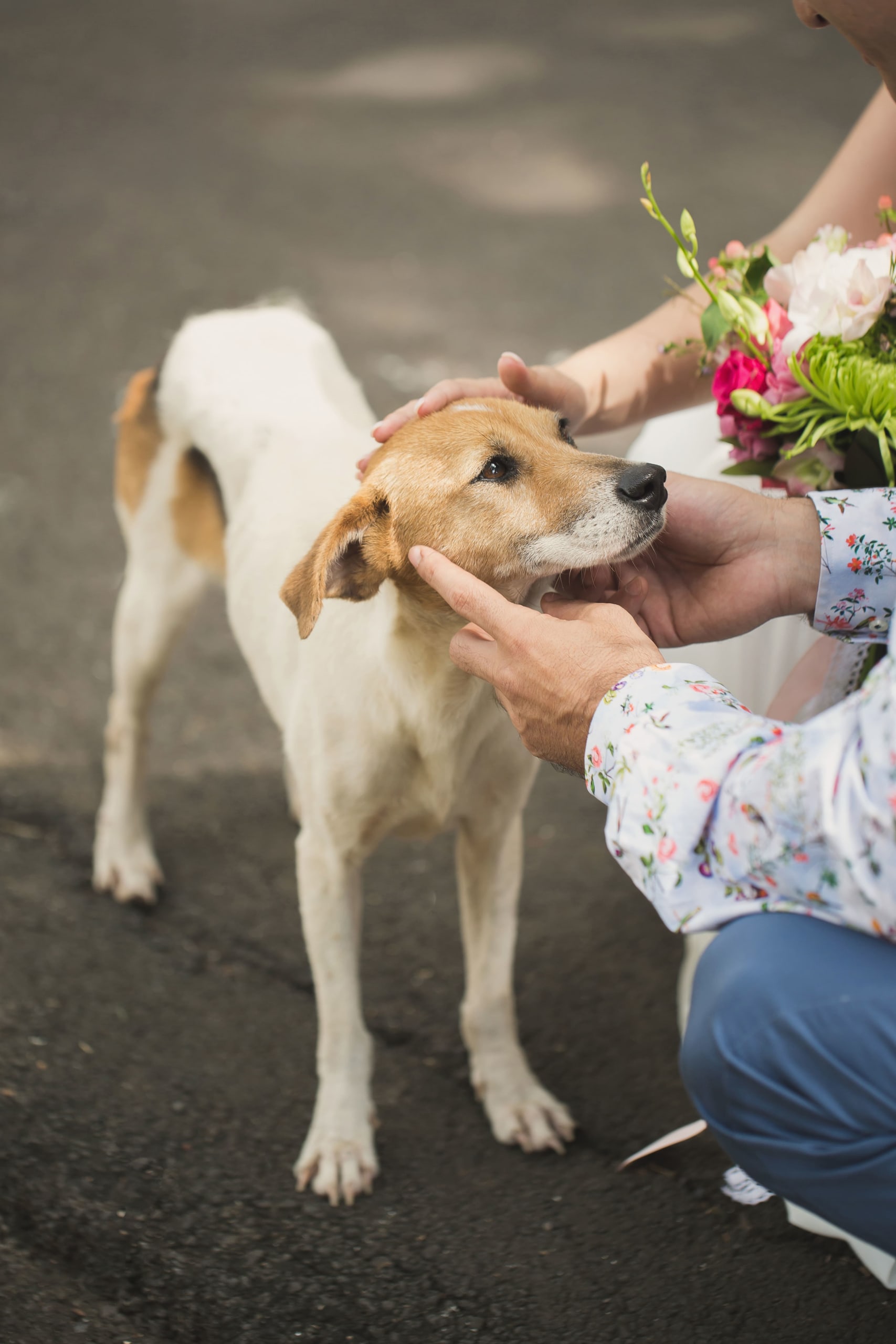 the-bride-and-groom-pet-the-dog-on-the-wedding-day-2022-02-15-17-45-30-utc