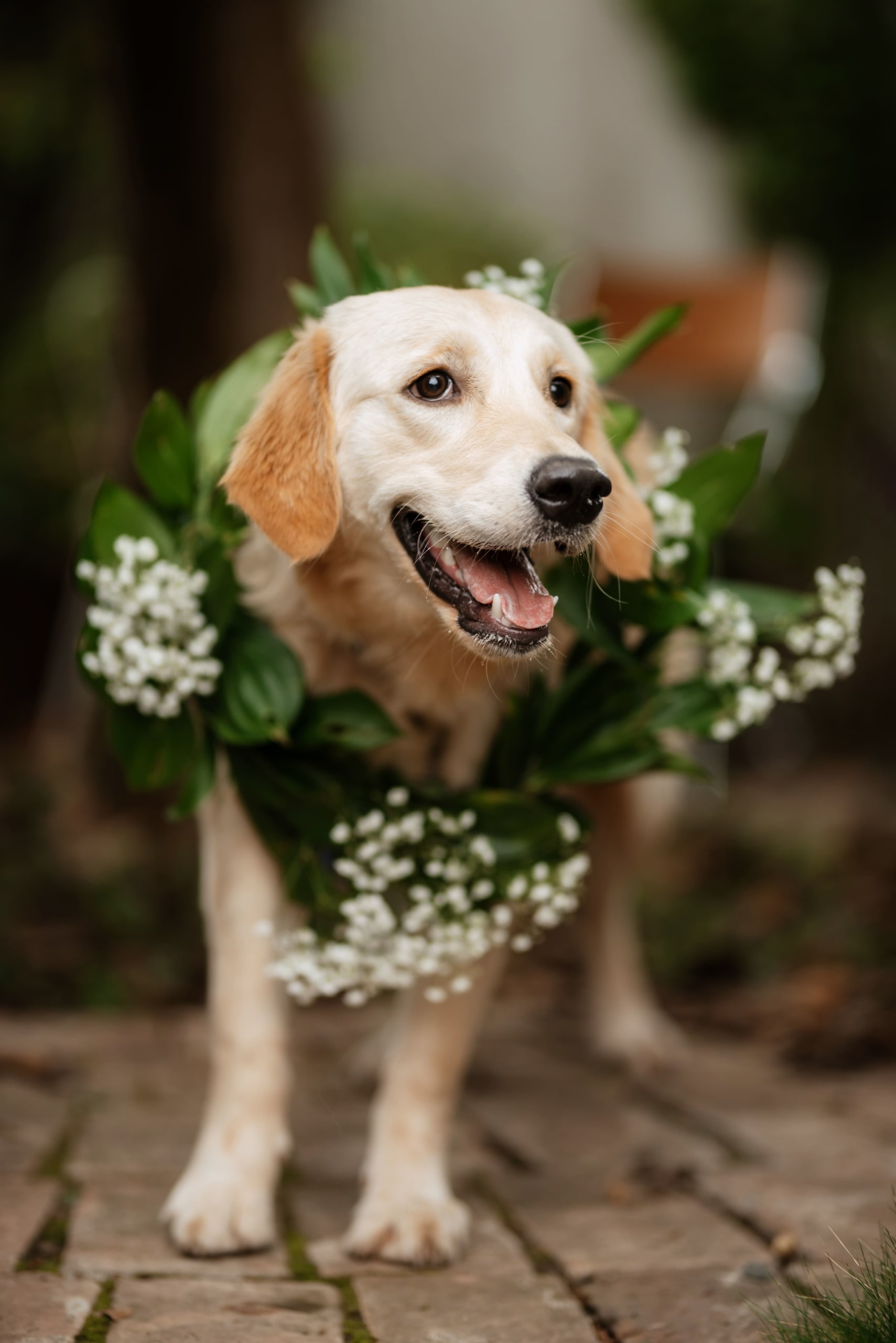golden-retriever-dog-at-a-wedding-2022-04-02-10-22-31-utc