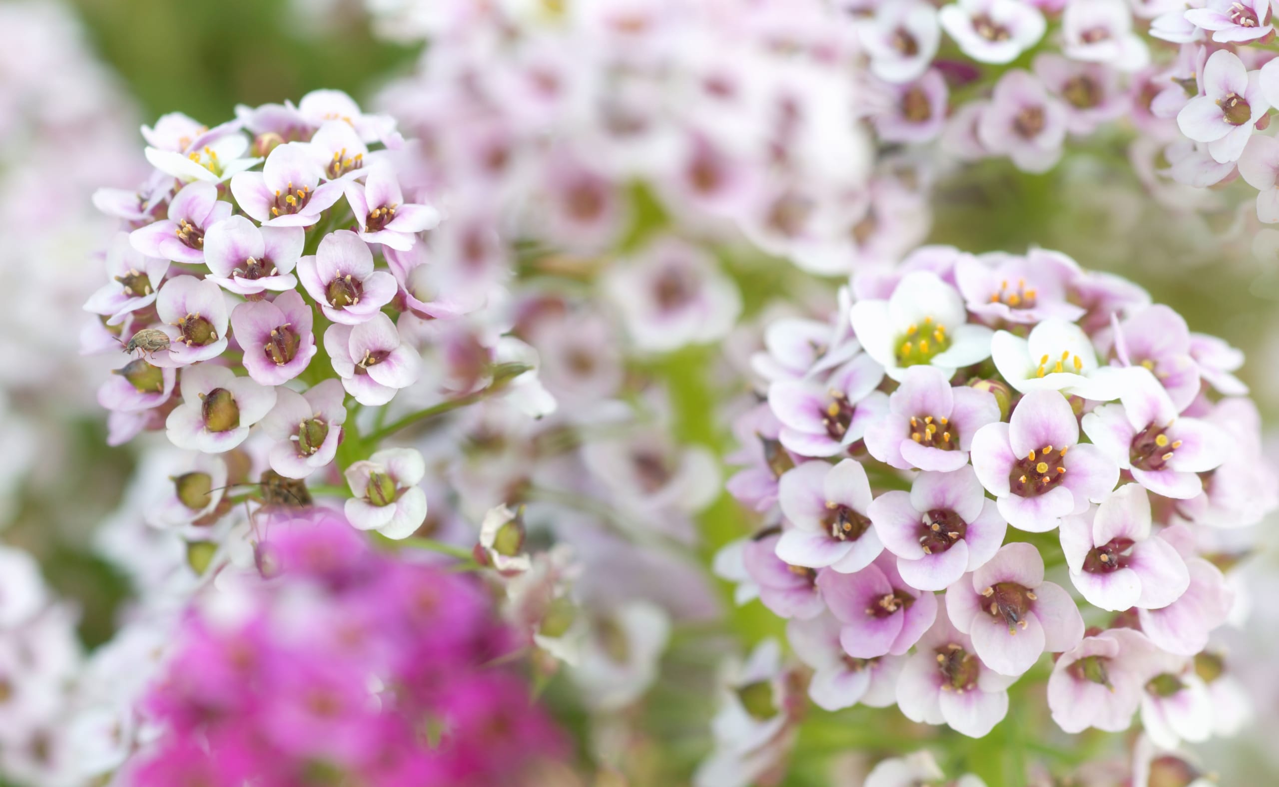 macro-of-flower-2021-08-26-12-09-49-utc