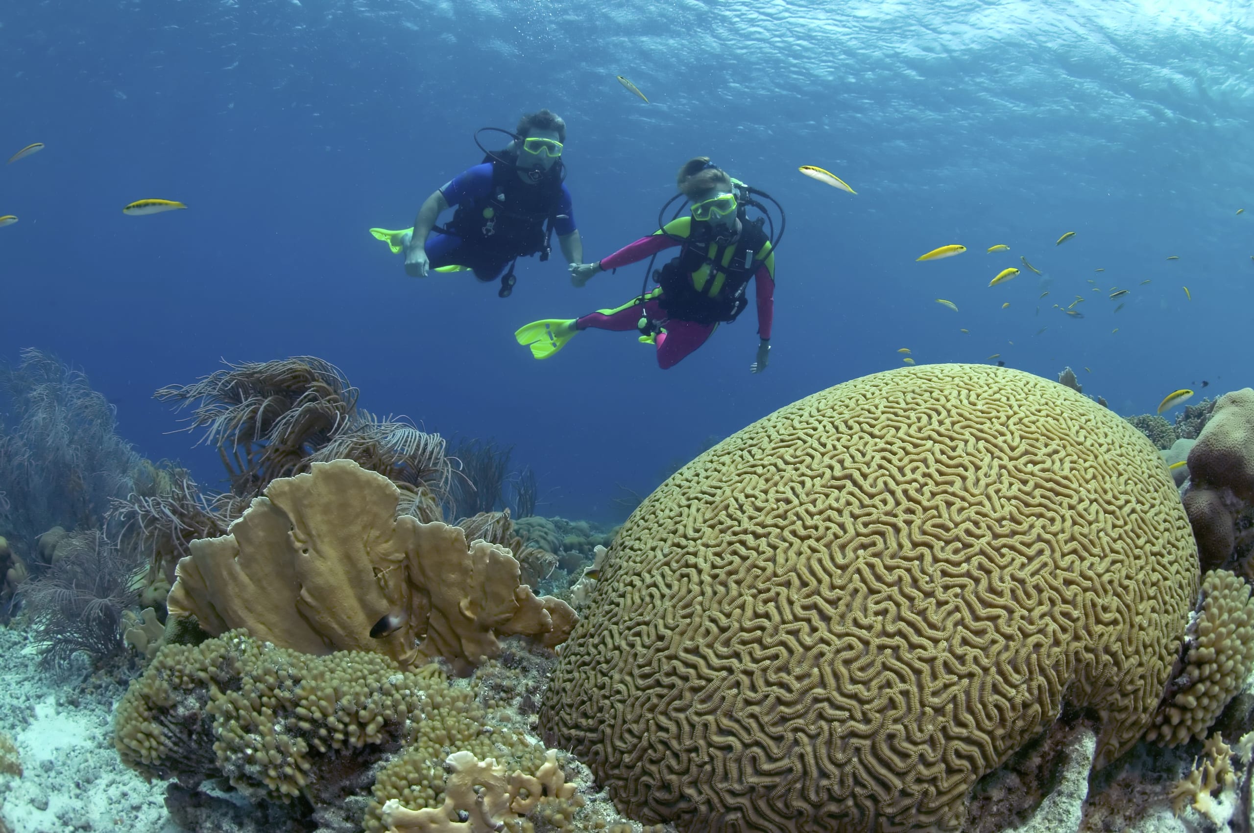 pair-of-scuba-divers-on-a-shallow-reef-in-klein-bo-2021-08-29-08-22-52-utc