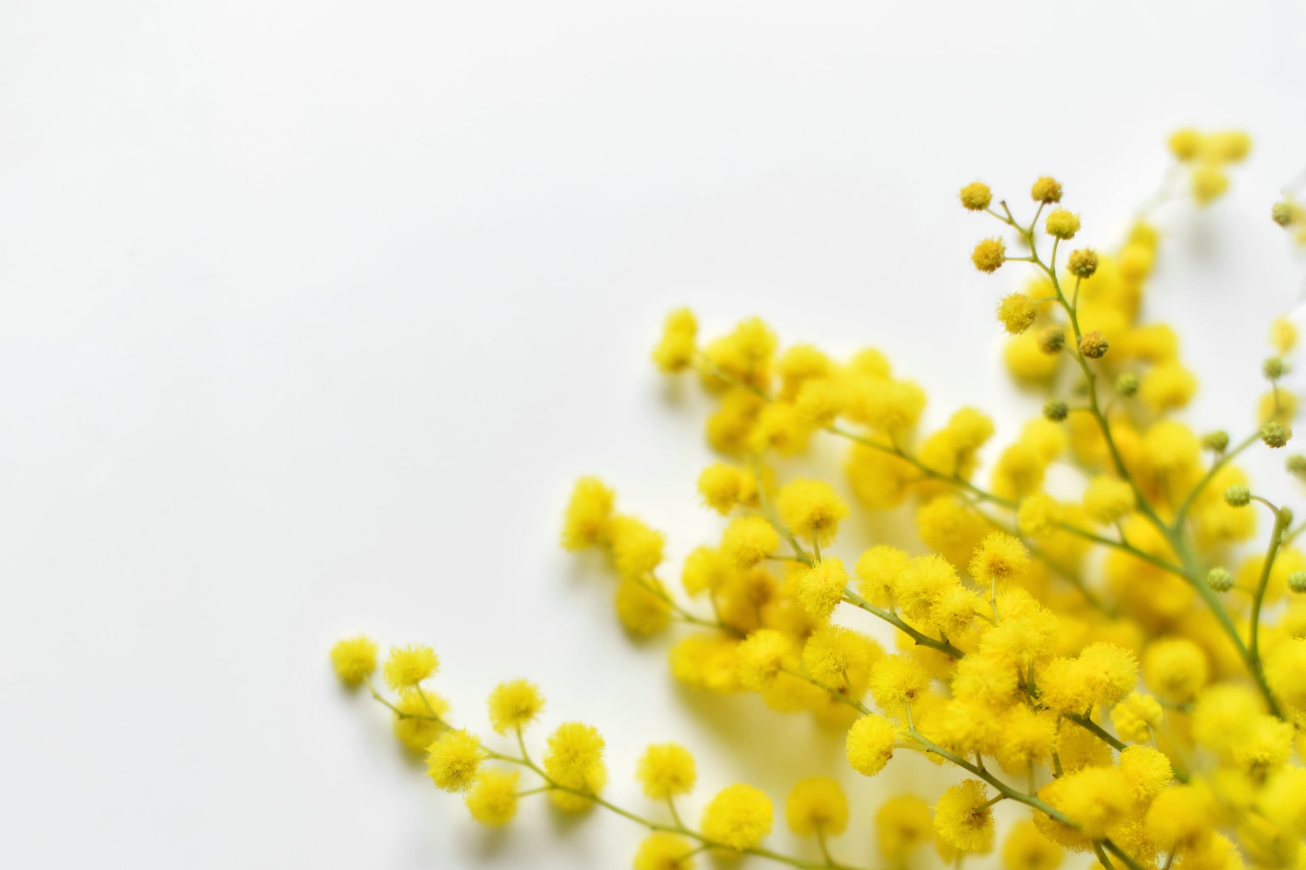 mimosa-on-a-white-background-2022-02-16-23-59-00-utc