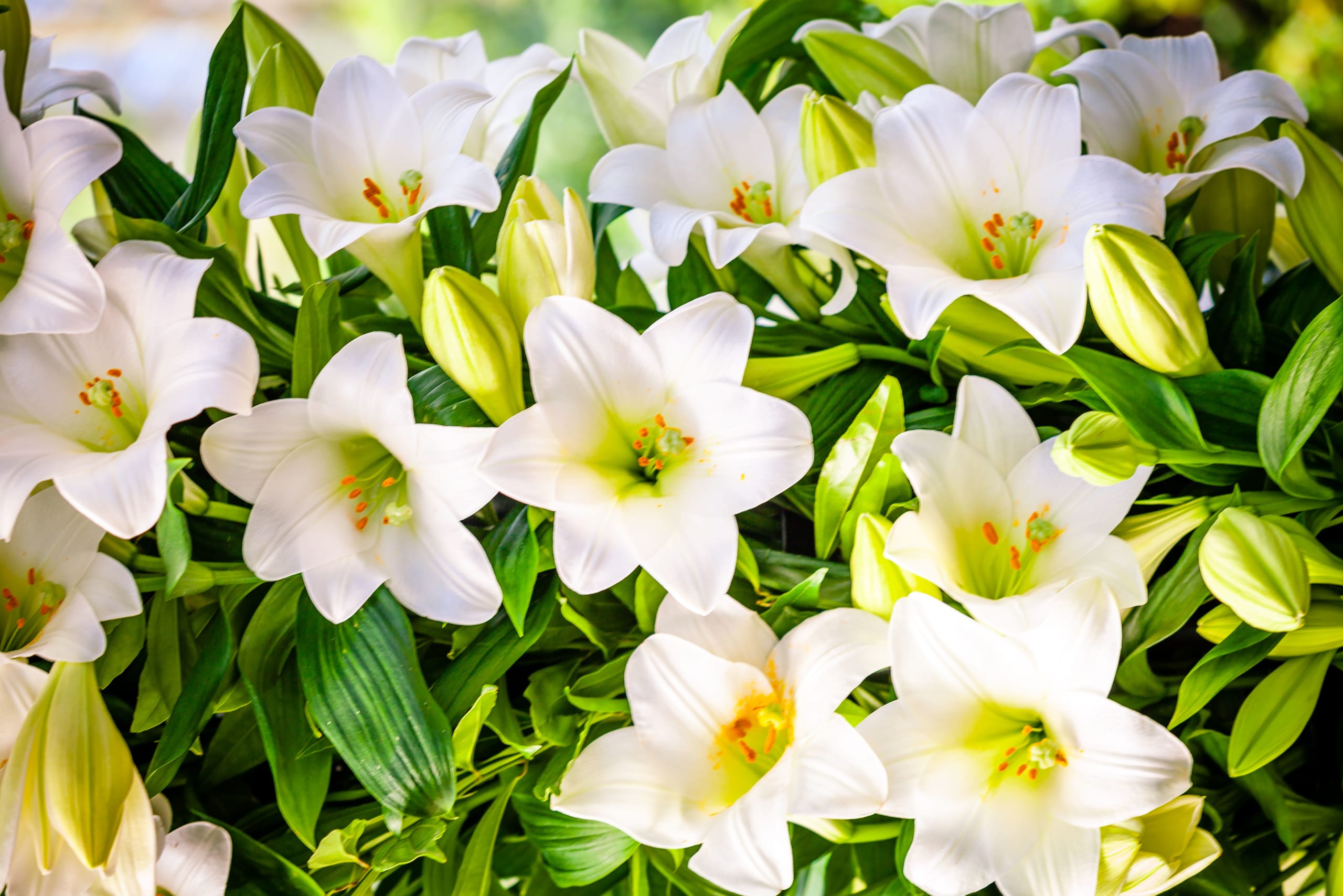 bouquet-of-white-lilies-beautiful-white-lilies-2021-08-30-21-13-19-utc