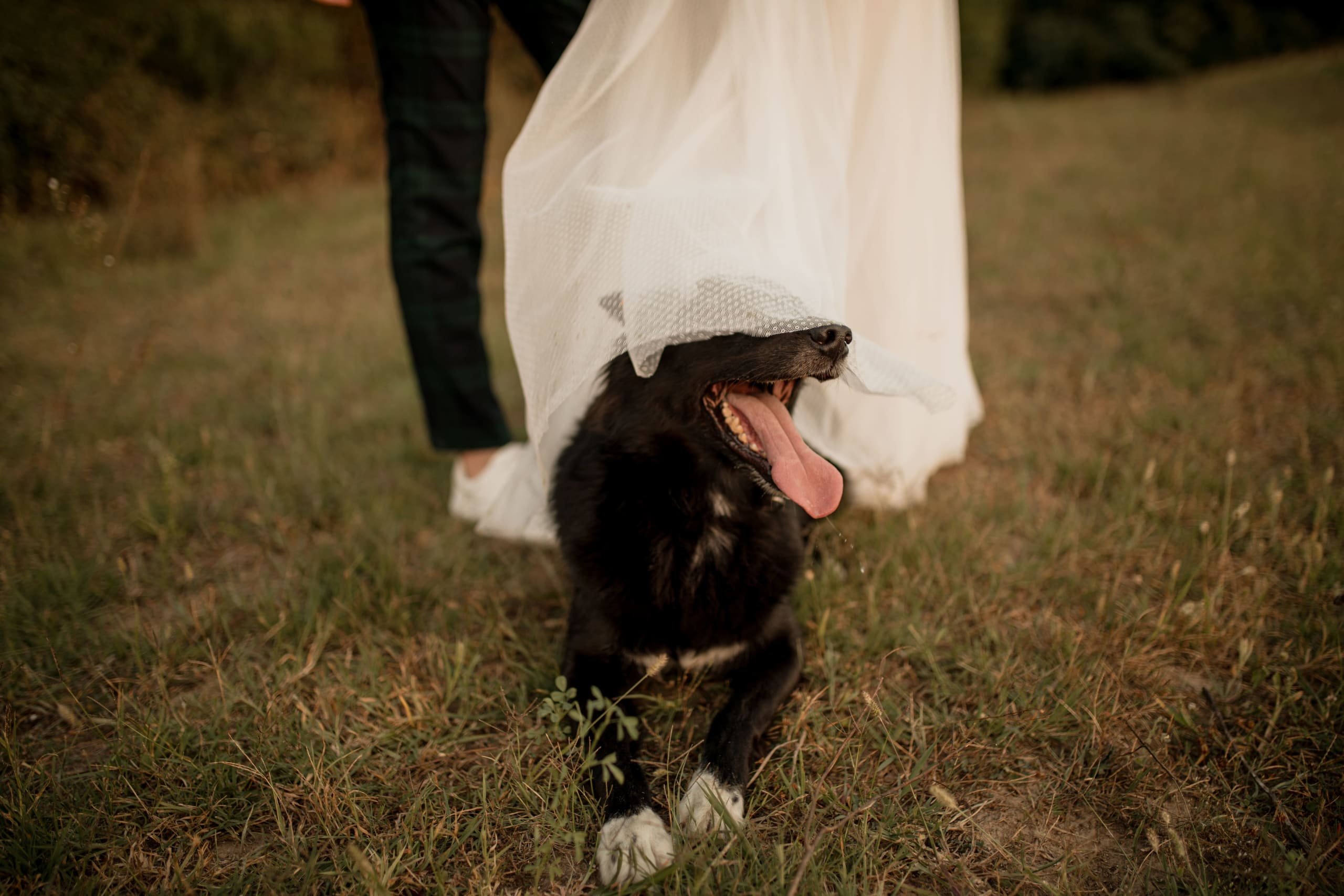 happy-dog-under-the-wedding-dress-2022-01-12-19-56-52-utc