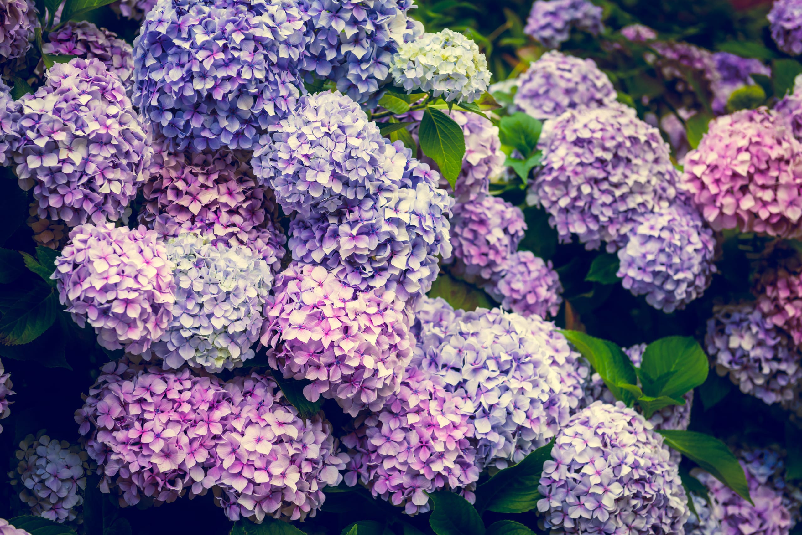 hydrangea-flowers-in-the-garden-2021-08-27-22-34-18-utc