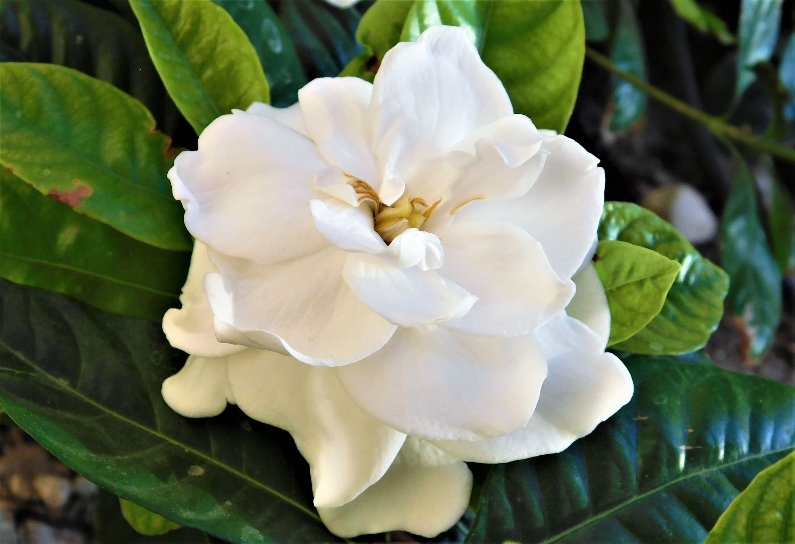 gardenias-fragrant-white-blooms-2021-09-02-08-36-02-utc