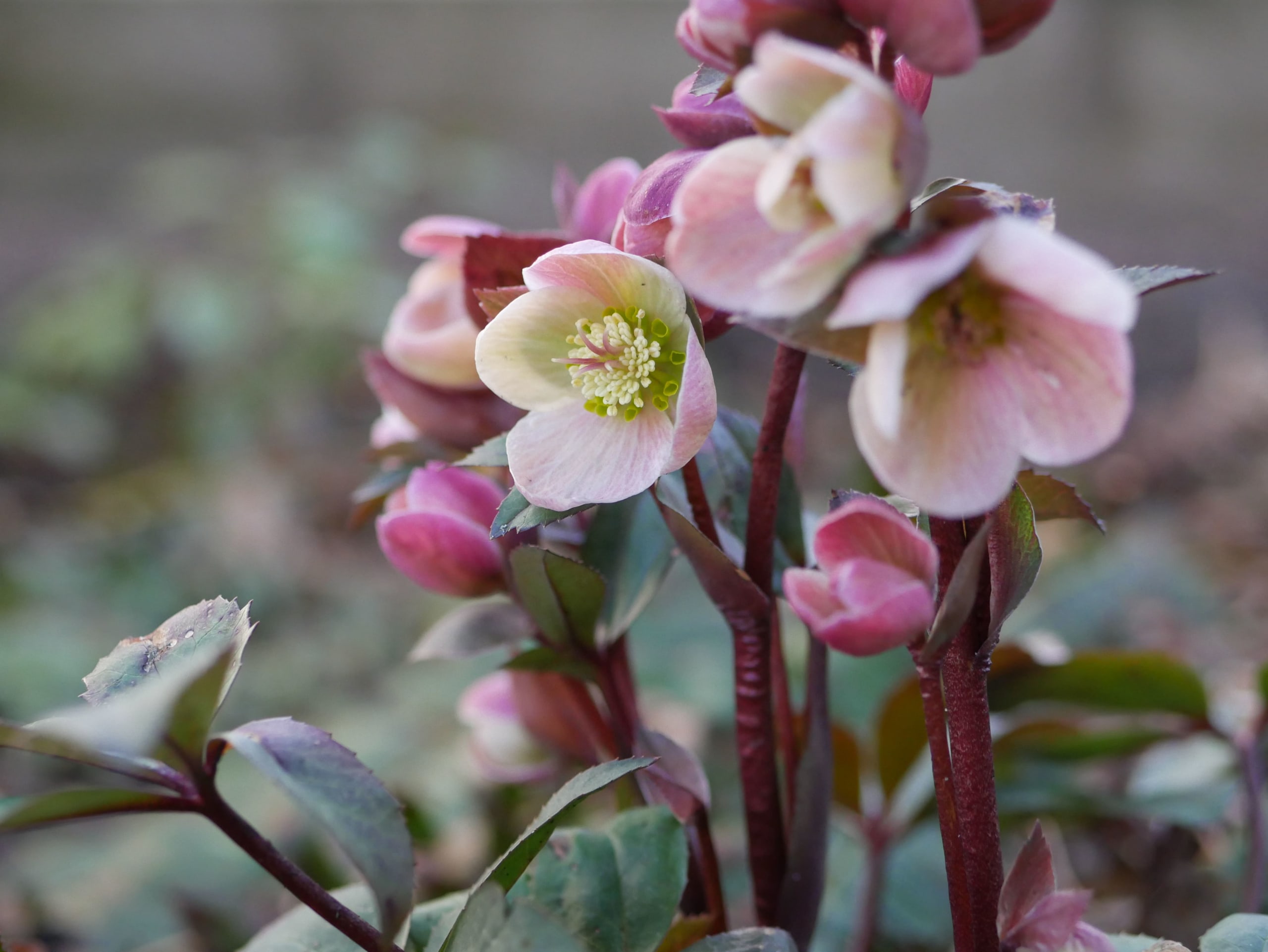 hellebore-flowers-emerging-in-early-spring-2021-08-31-22-42-34-utc