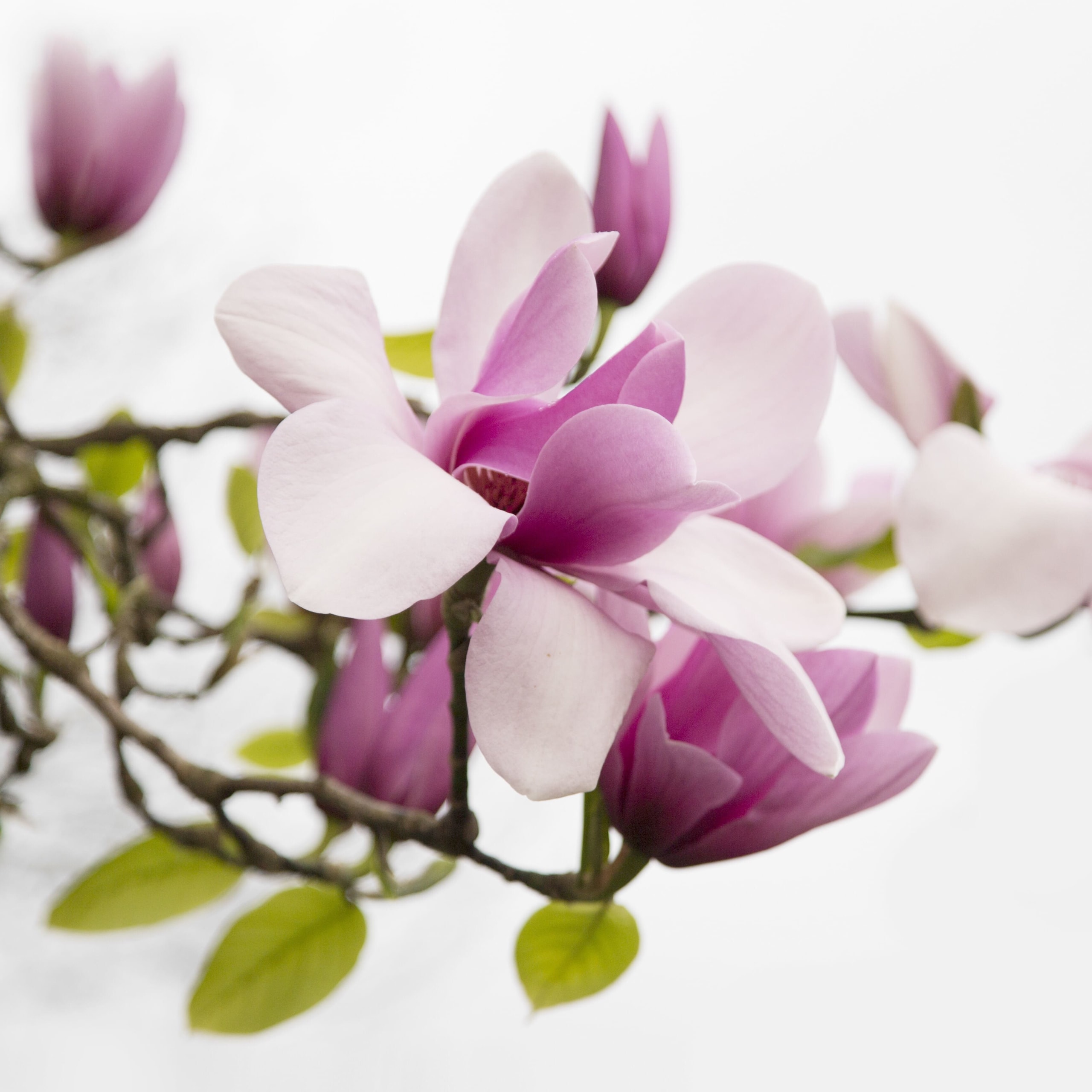 magnolias-2021-08-29-14-43-31-utc (1)
