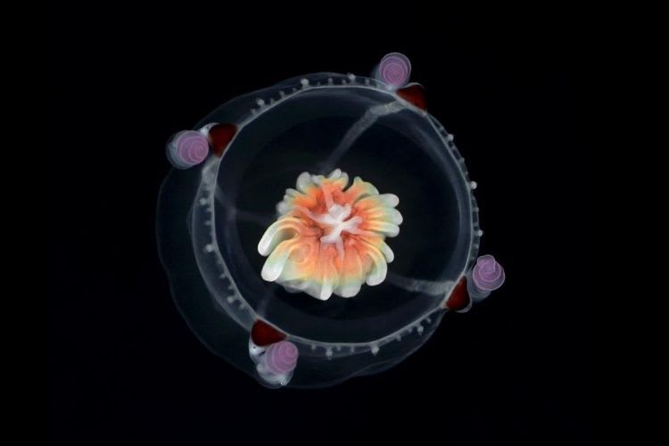 05 Night Time Experiences You Should Add To Your Bucket List In The Maldives