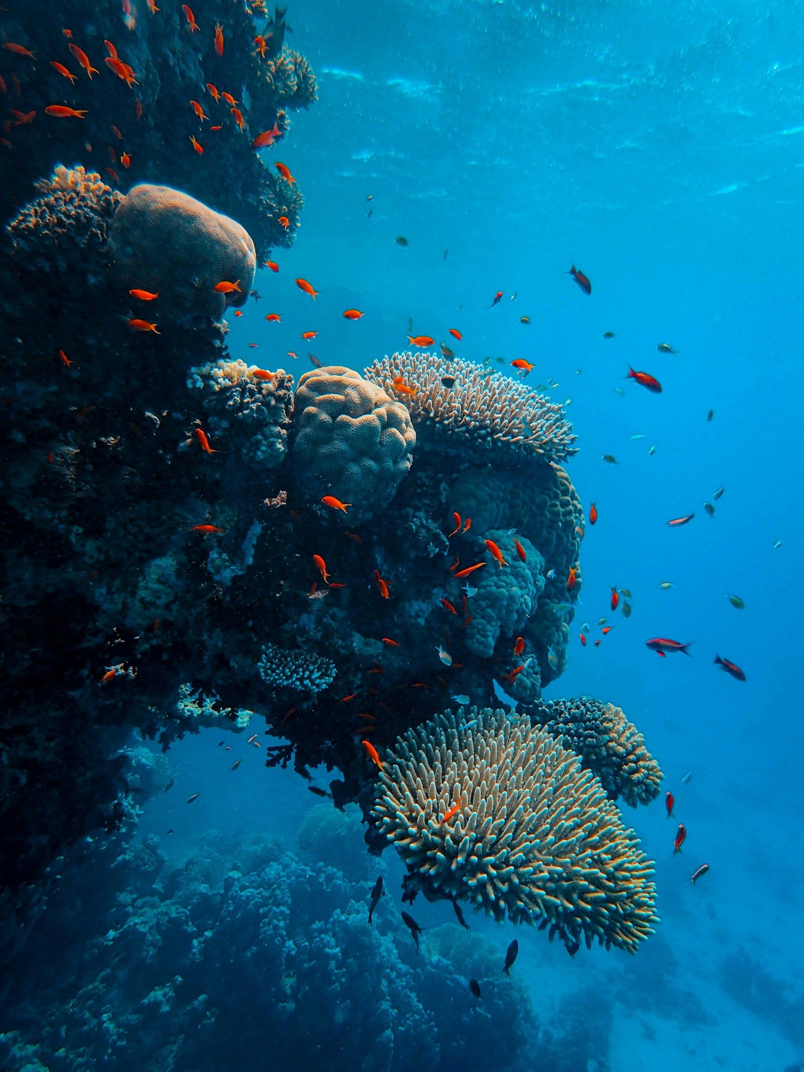 How to dive the Maldives — by atoll, by season